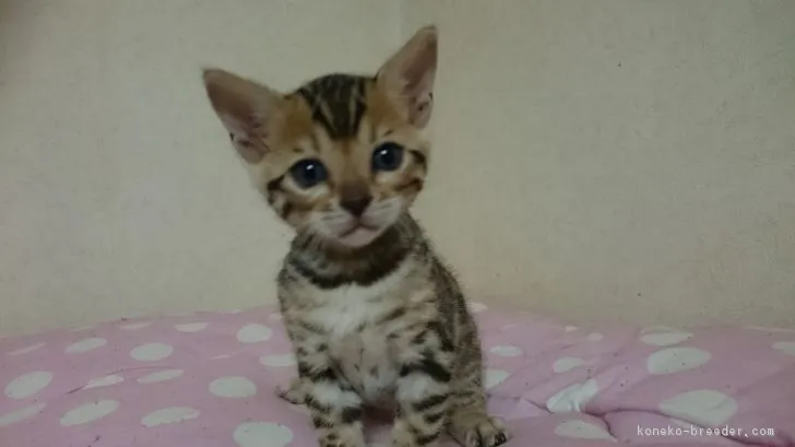 とらちゃんのおかあさん 様のお迎えした子猫