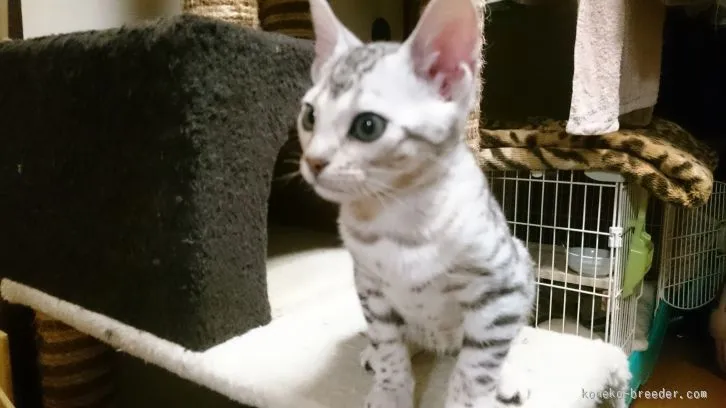 ID：1603-00197の子猫