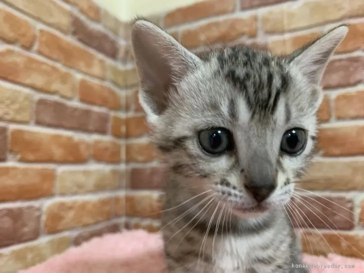 ID:1903-00759の子猫