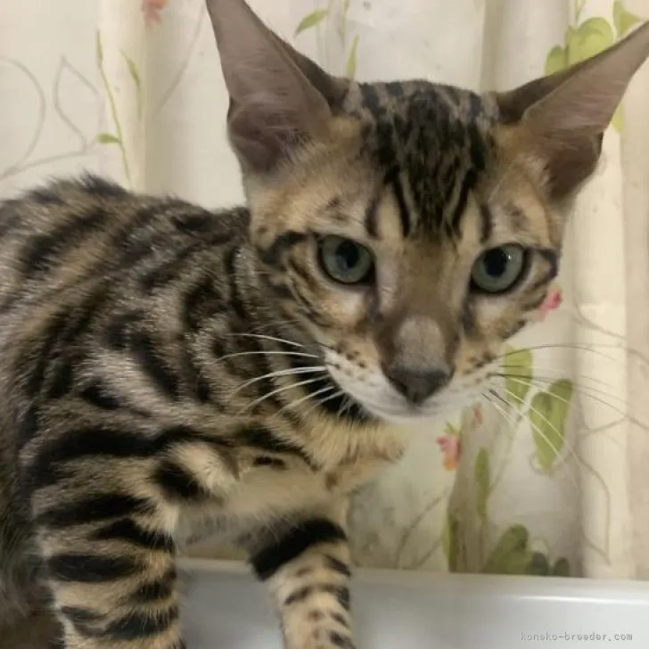 ID:2210-01270の子猫