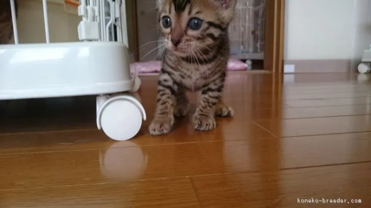 リツ 様のお迎えした子猫