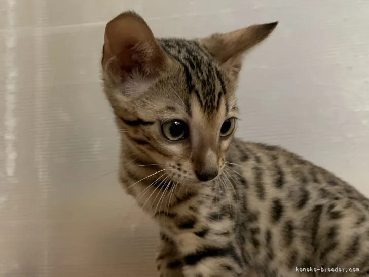 ID:2108-01850の子猫