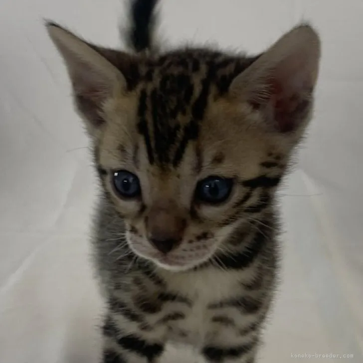 ID：2305-01124の子猫