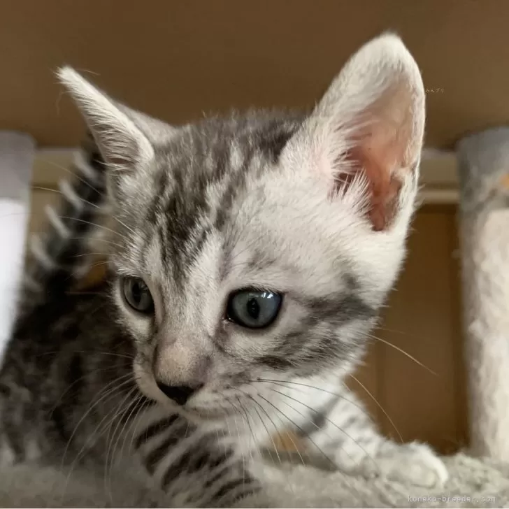 ID:2401-01390の子猫