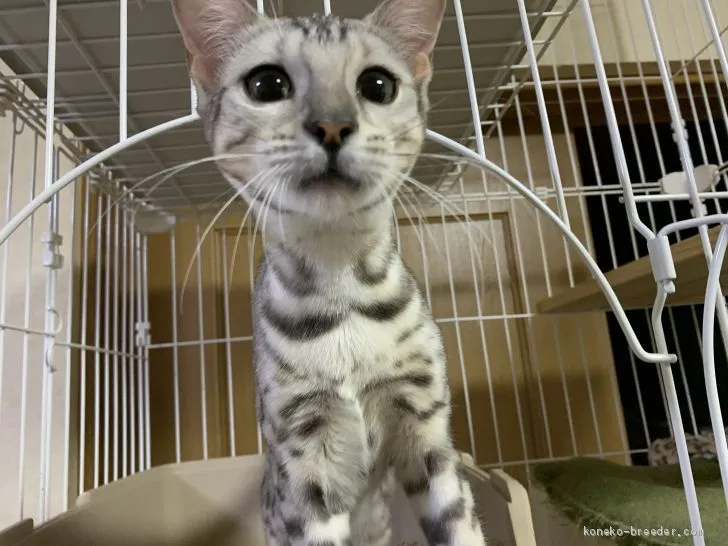 マツッツ 様のお迎えした子猫