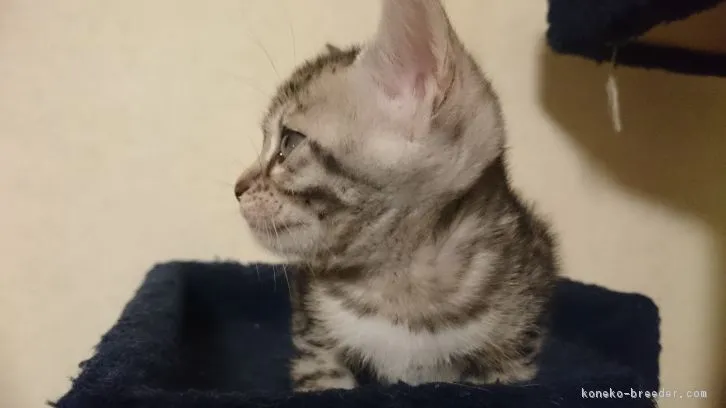 ID：1610-00355の子猫