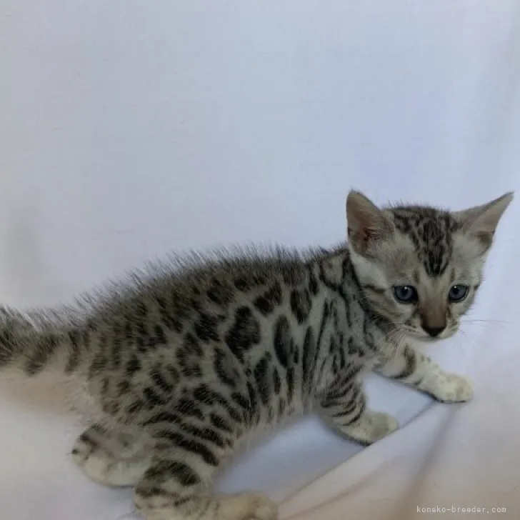 ID:2308-01419の子猫