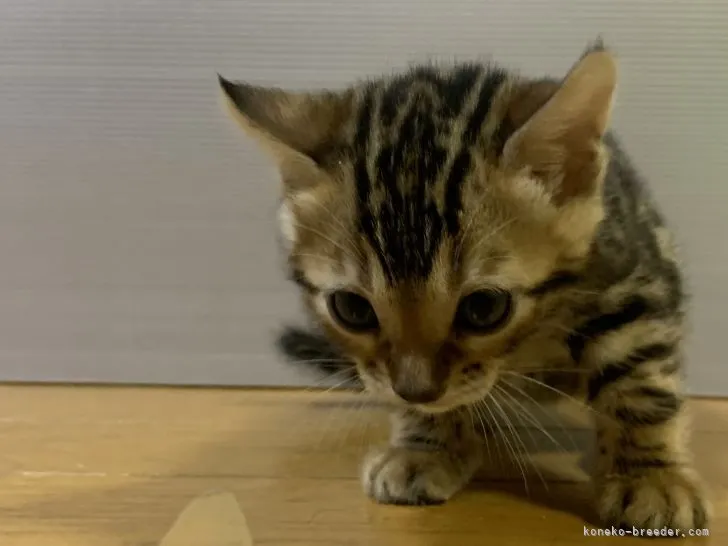 ID:2111-00977の子猫