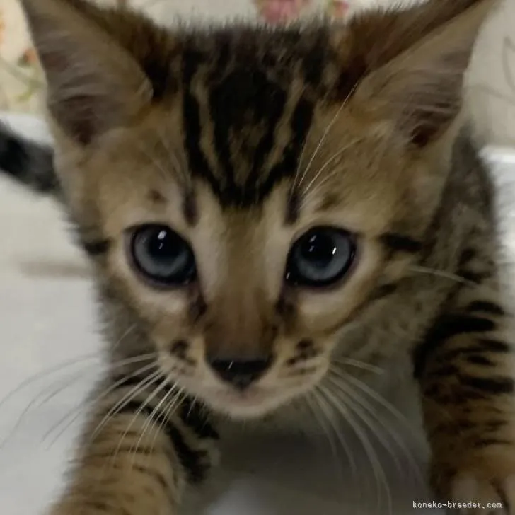 げんさん 様のお迎えした子猫
