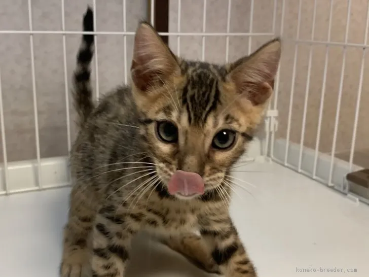 ねこねこ 様のお迎えした子猫