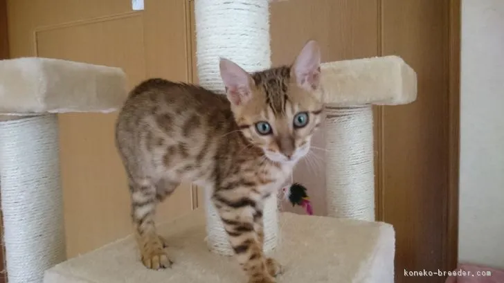 ID：1706-00422の子猫