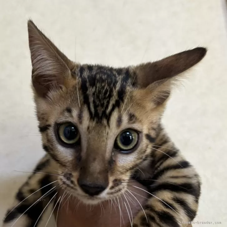 ID：2409-00785の子猫