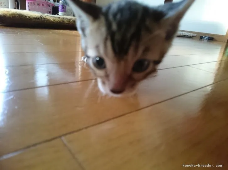 ID：1606-00120の子猫