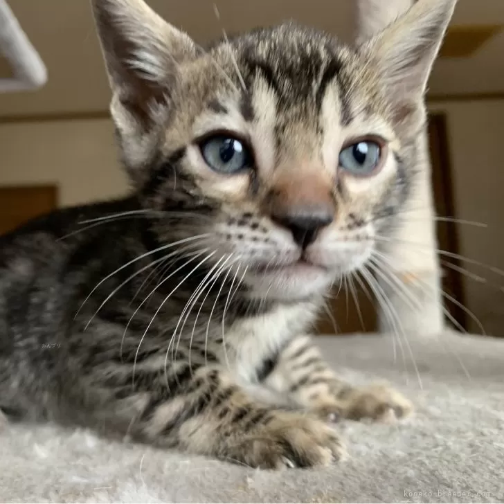 ID:2401-01111の子猫