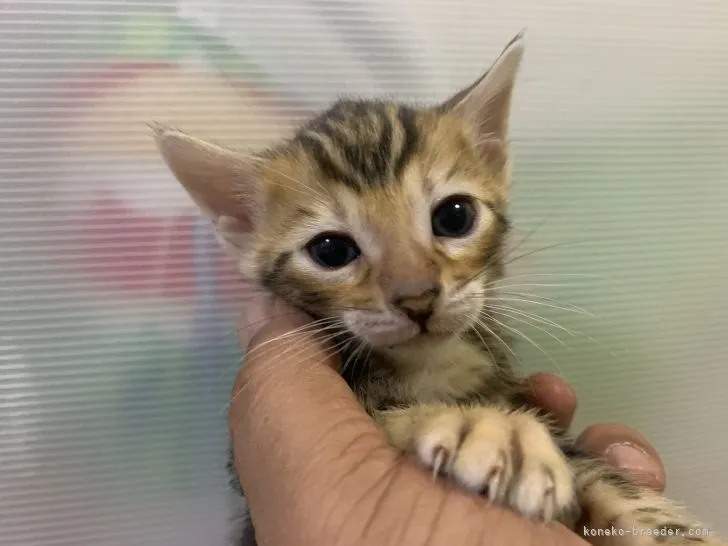ID:2111-00981の子猫