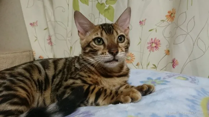 ヤッシー 様のお迎えした子猫