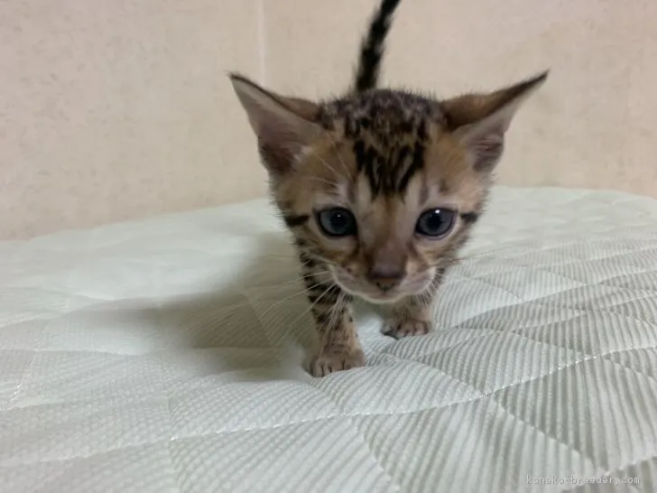 ちか 様のお迎えした子猫