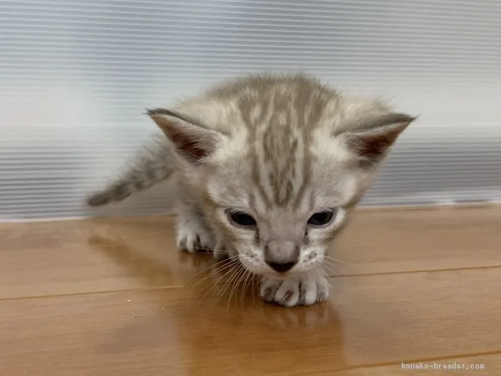 ID:2011-00475の子猫