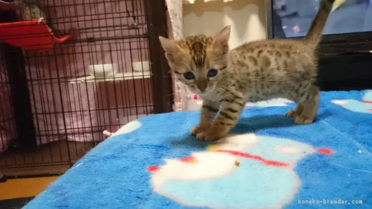 ID:1702-00043の子猫