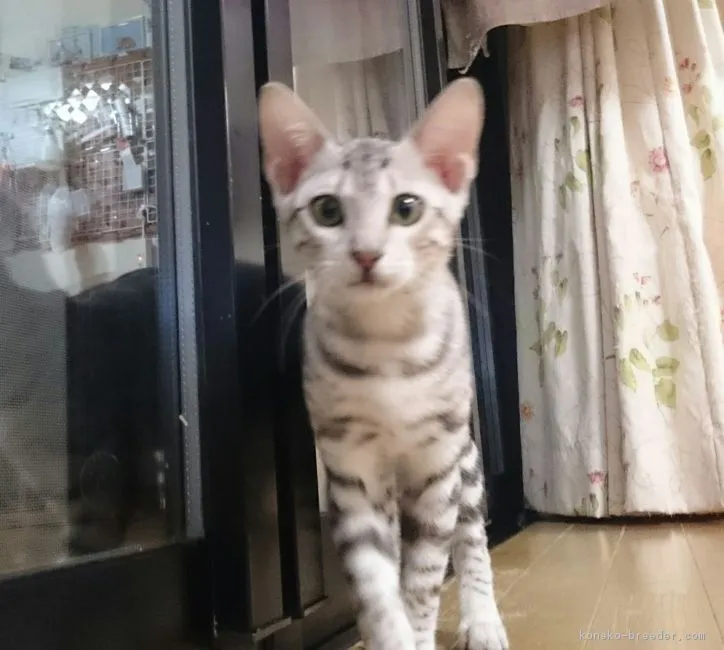 ID:1711-00610の子猫
