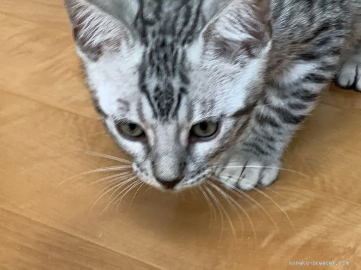 ID:2010-00234の子猫