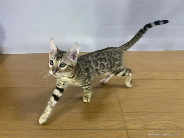 ID:2111-01067の子猫