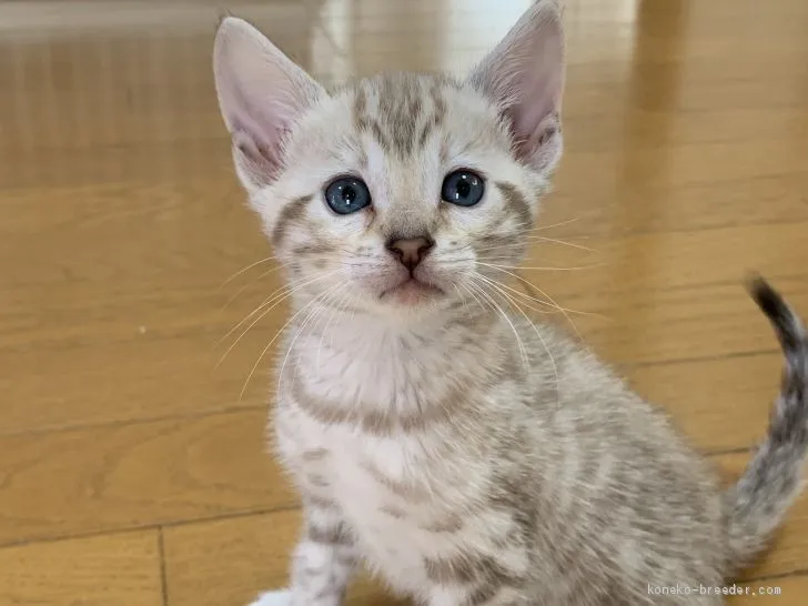 panyayan 様のお迎えした子猫