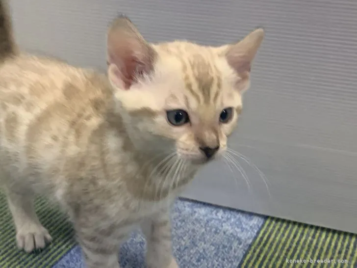 ID:2202-00878の子猫