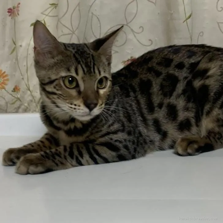 ID：2210-01289の子猫