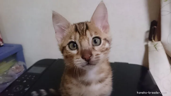 ID：1512-00121の子猫