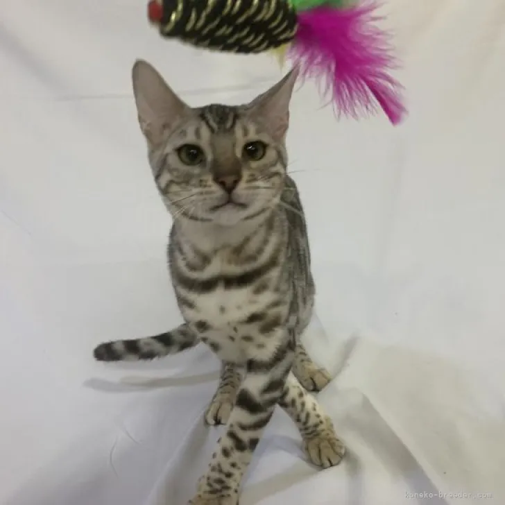ID:2301-02320の子猫