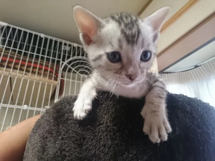 ID：1506-00083の子猫