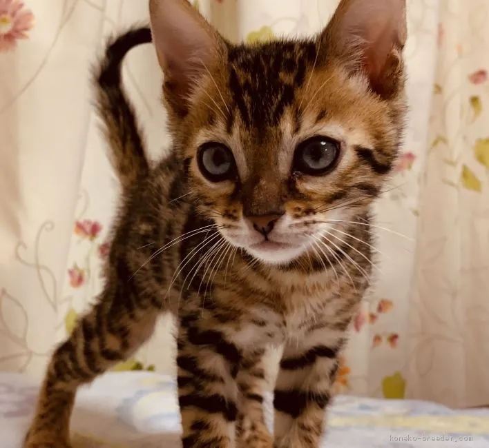 おしず 様のお迎えした子猫