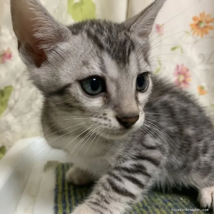 ID：2306-02005の子猫