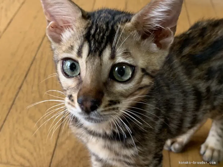 ミニラ 様のお迎えした子猫