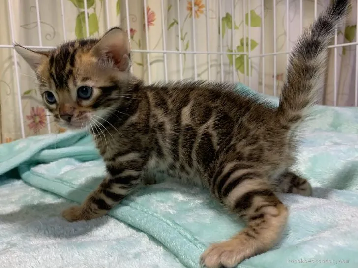 ID:2205-00307の子猫