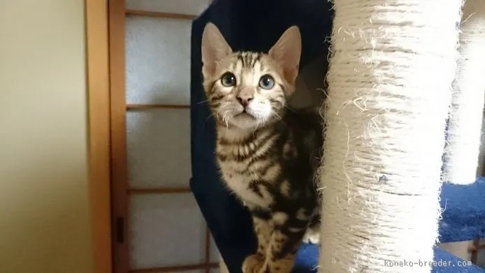 ID：1509-00614の子猫