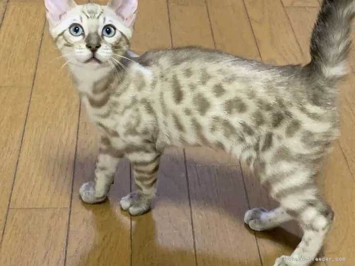 ID:2202-00885の子猫