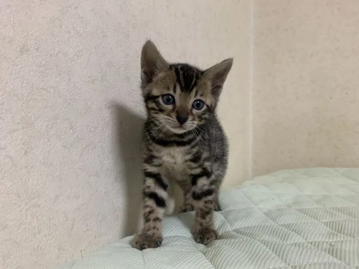 ID:1901-01258の子猫