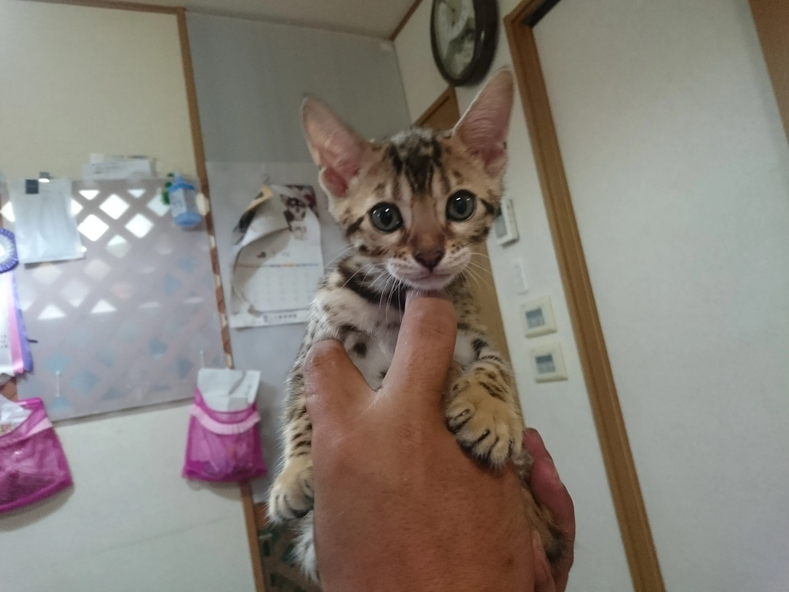 ID：1606-00121の子猫