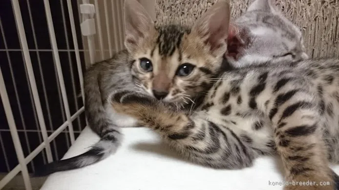 ID：1511-00084の子猫