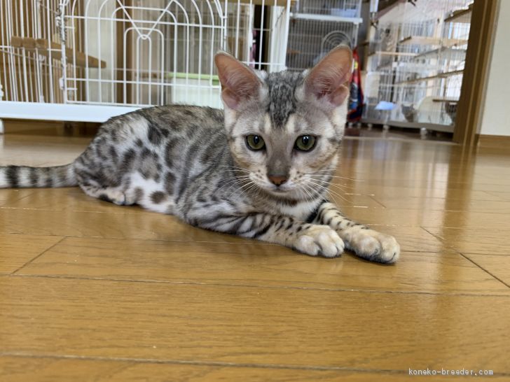 のりたま 様のお迎えした子猫
