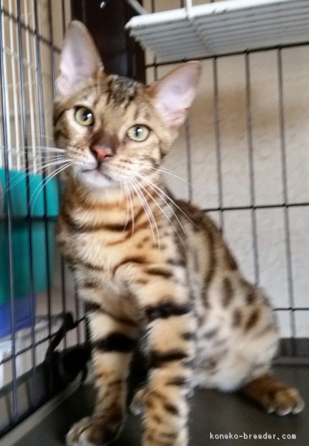 ちゃこ 様のお迎えした子猫