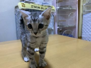 ベンガル【滋賀県・女の子・2021年8月18日・ブラックシルバースポテットタビー】の写真「シルバー」