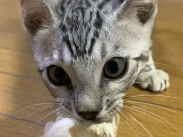ベンガル【滋賀県・男の子・2021年12月30日・ブラックシルバースポテットタビー】の写真「可愛いい顔の男の子」