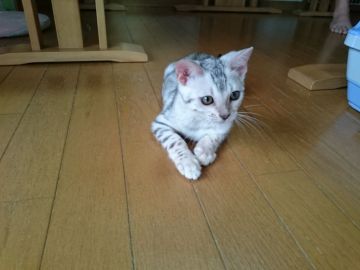 ベンガル【滋賀県・女の子・2018年9月29日・ブラックシルバースポテットタビー】の写真「シルバーちゃん」