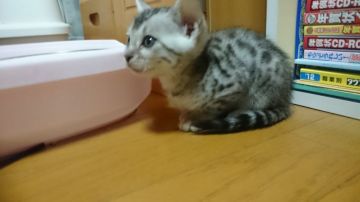 ベンガル【滋賀県・男の子・2016年2月14日・ブラックシルバースポテットタビー】の写真「まだ数少ないシルバーベンガルです」