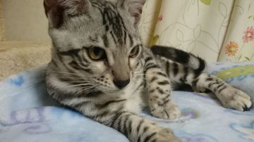 ベンガル【滋賀県・男の子・2017年5月24日・ブラックシルバースポテットタビー】の写真「ハッキリした色合い」