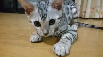 ベンガル【滋賀県・男の子・2017年9月18日・ブラックシルバースポテットタビー】の写真「ムチムチの男の子」