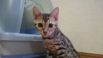 ベンガル【滋賀県・男の子・2017年1月1日・ブラウンスポテットタビー】の写真「元気な男の子」